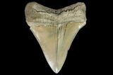 Serrated, Aurora Megalodon Tooth - Beautiful Enamel #108862-2